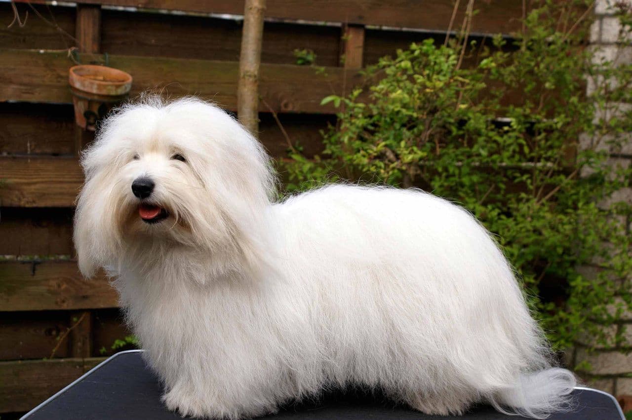 Coton de Tulear dog