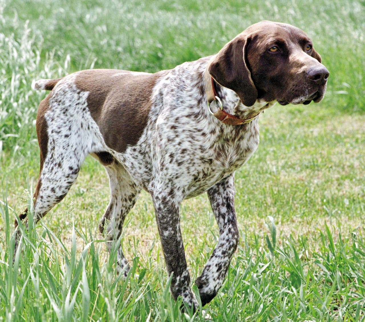 German Shorthaired Pointer dog