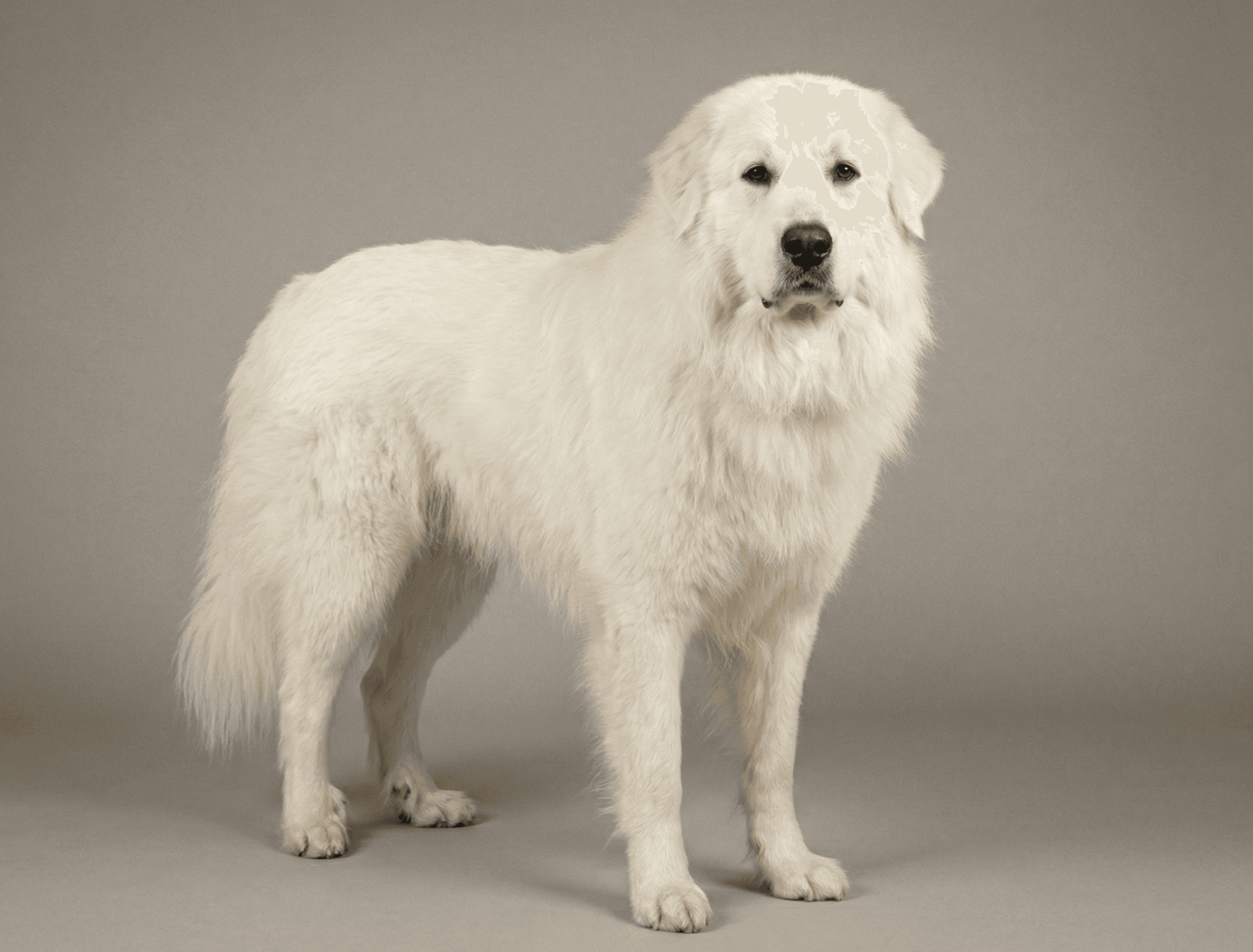 Pyrenean Mountain Dog dog