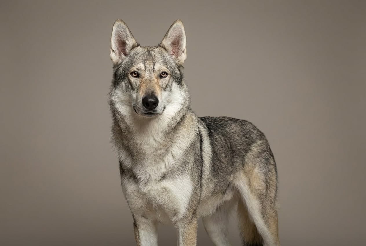 Tamaskan Dog dog