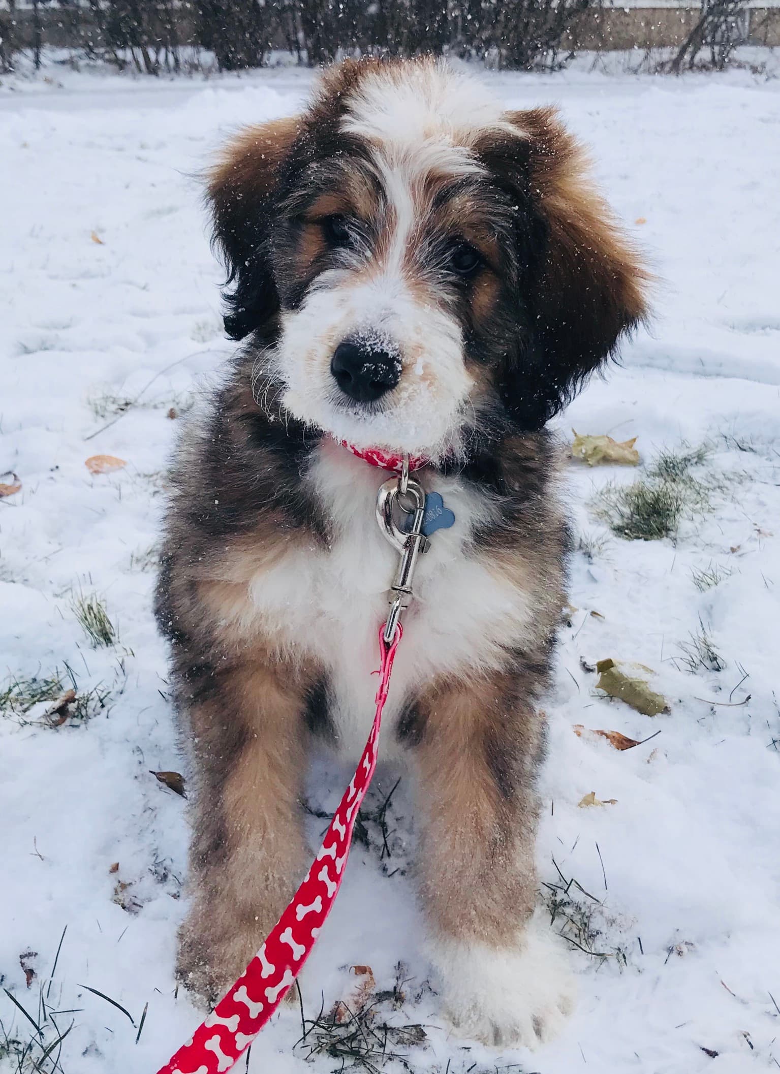 Bernedoodle profile