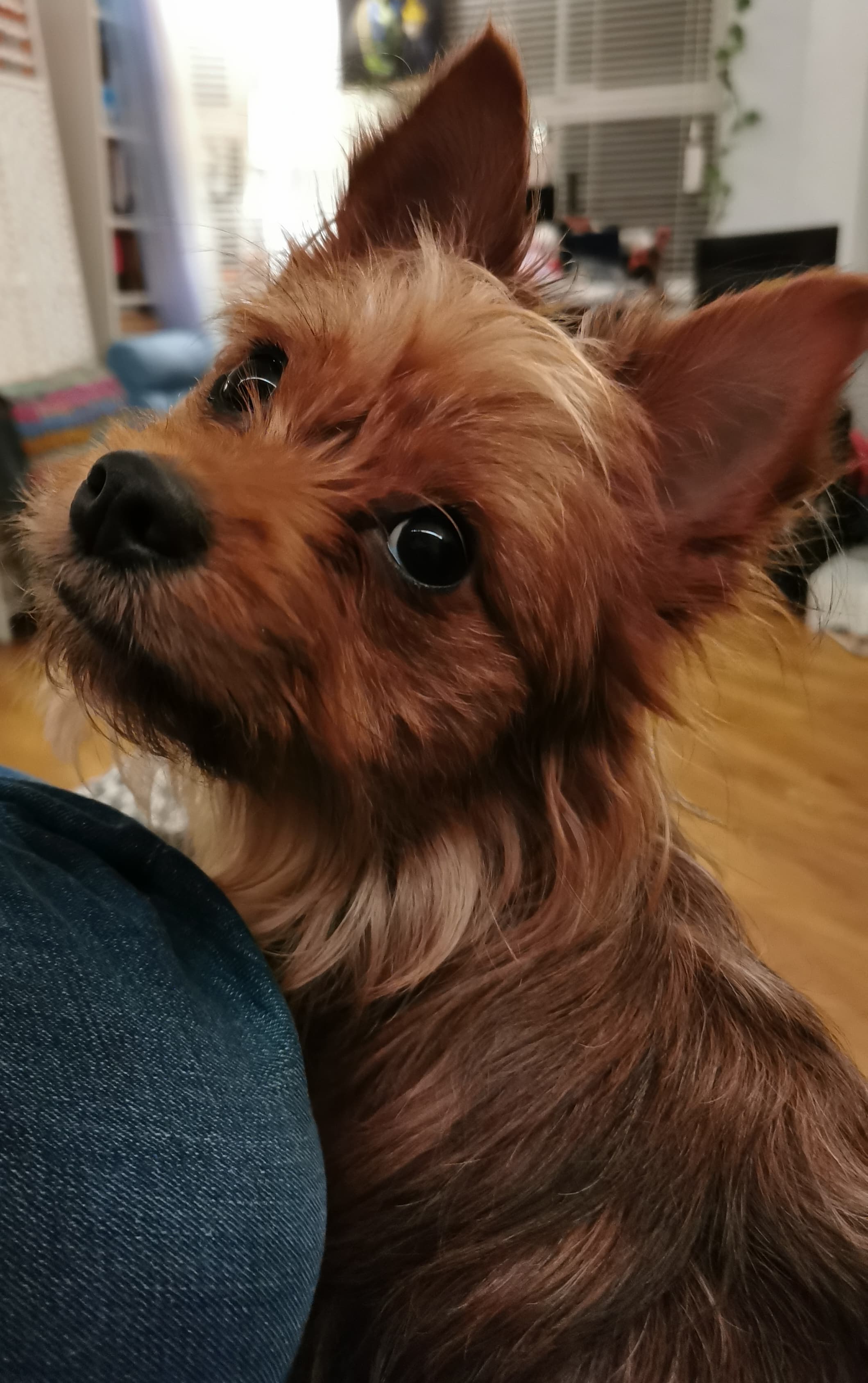 Chorkie profile