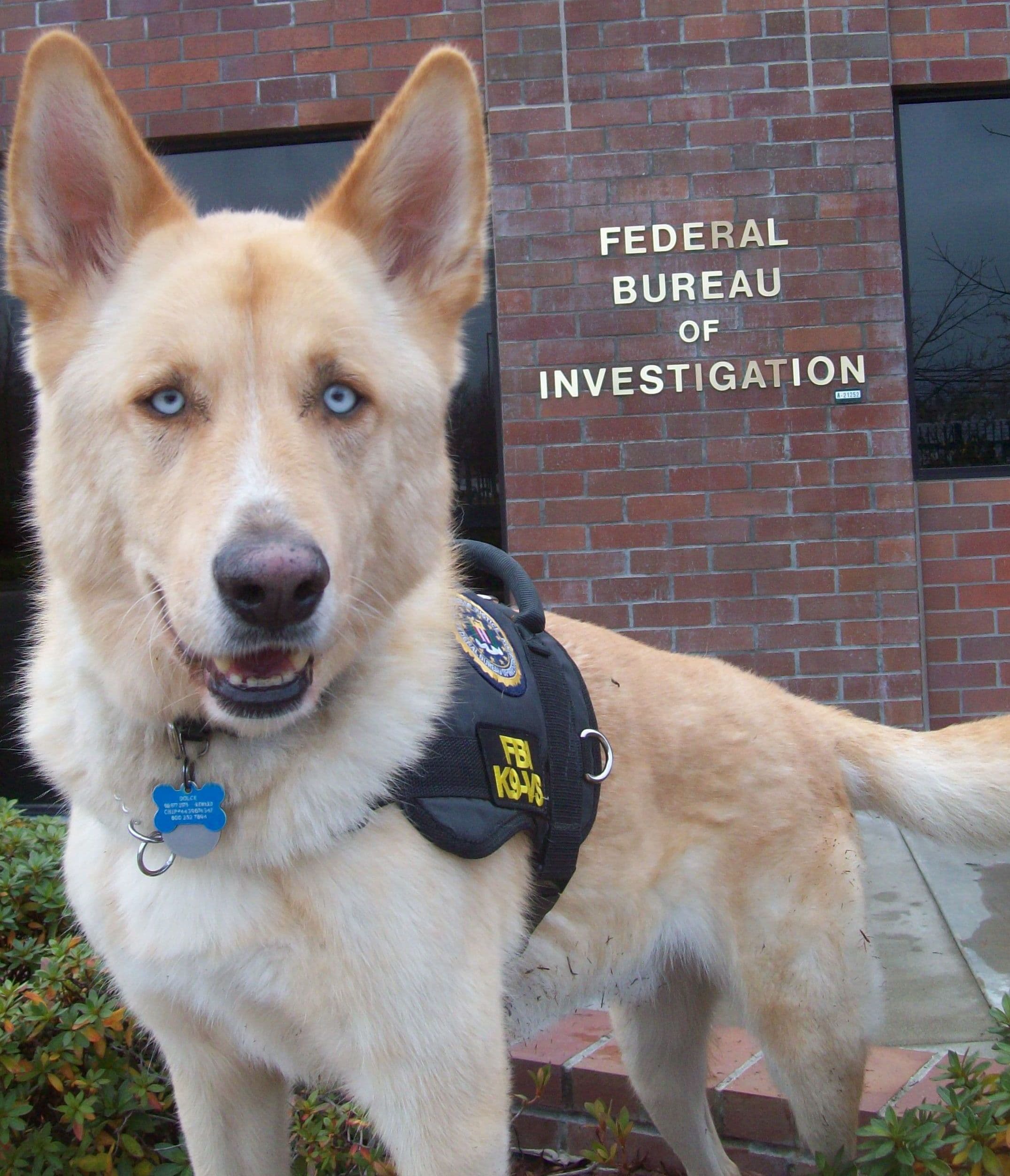 Gerberian Shepsky profile
