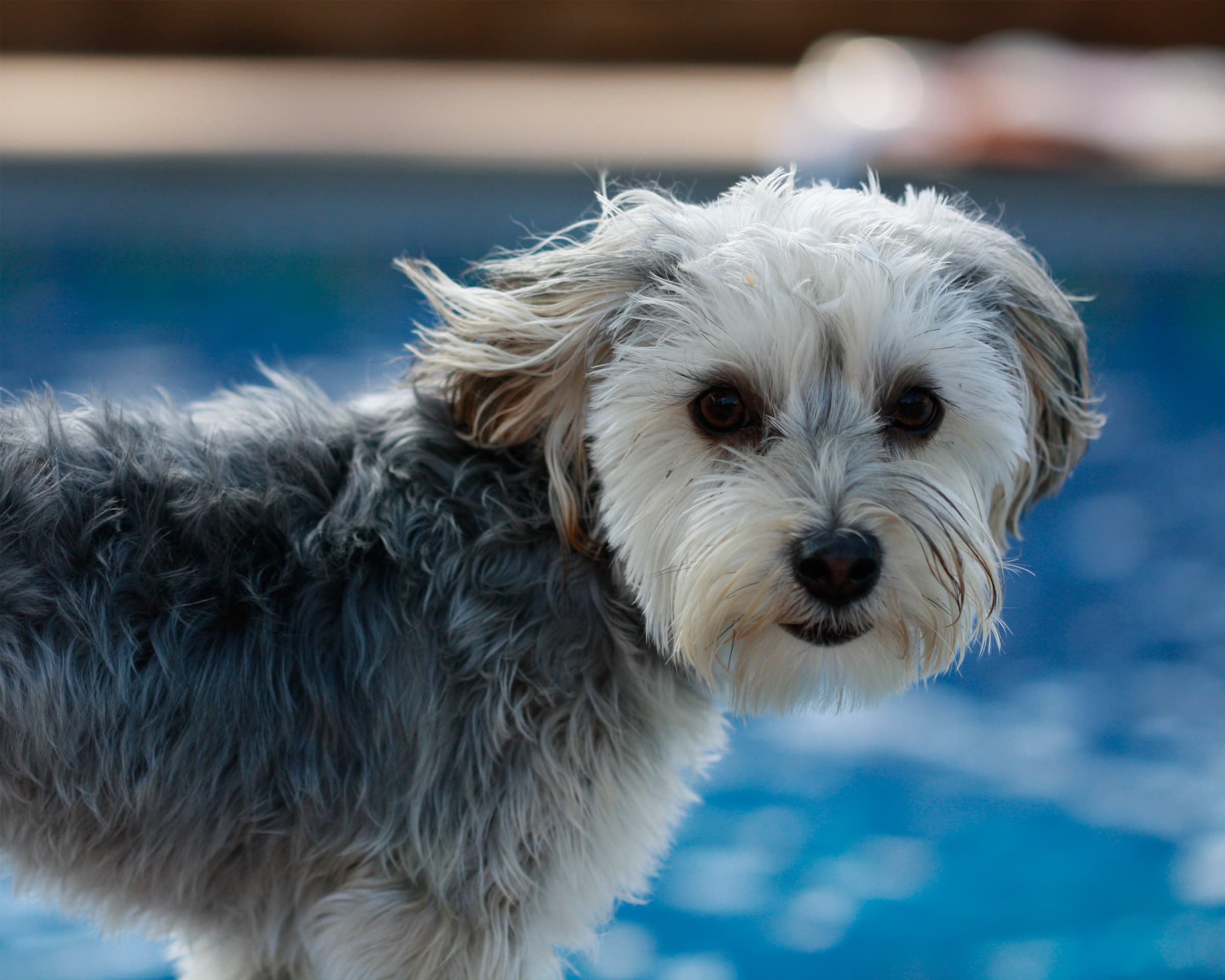 Morkie profile