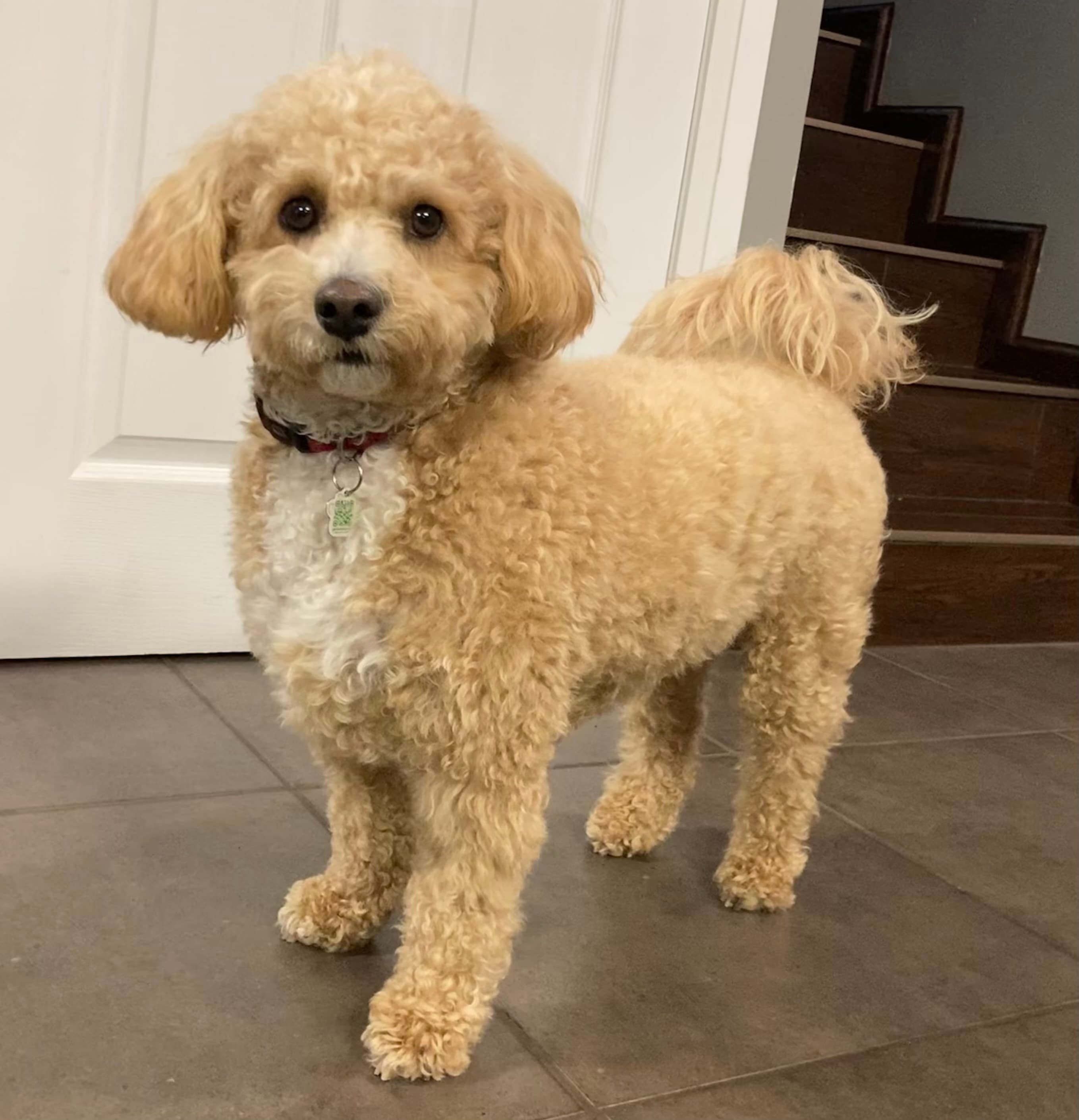 Poochon profile