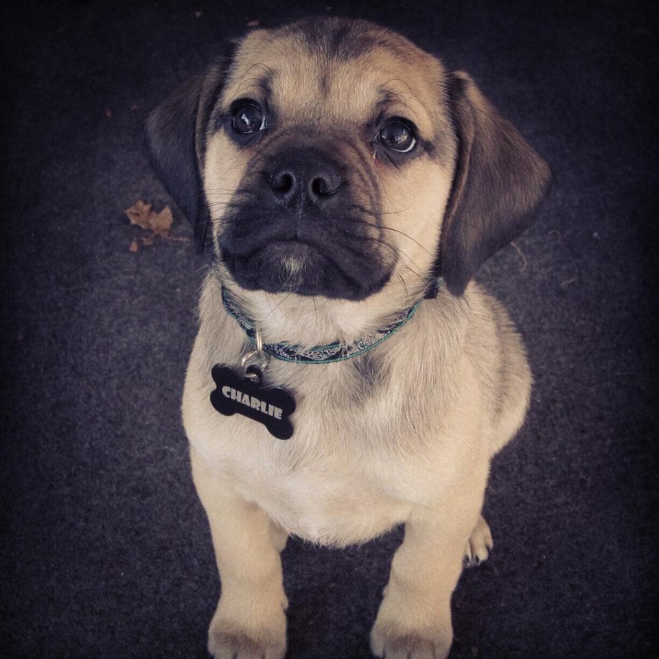 Puggle profile