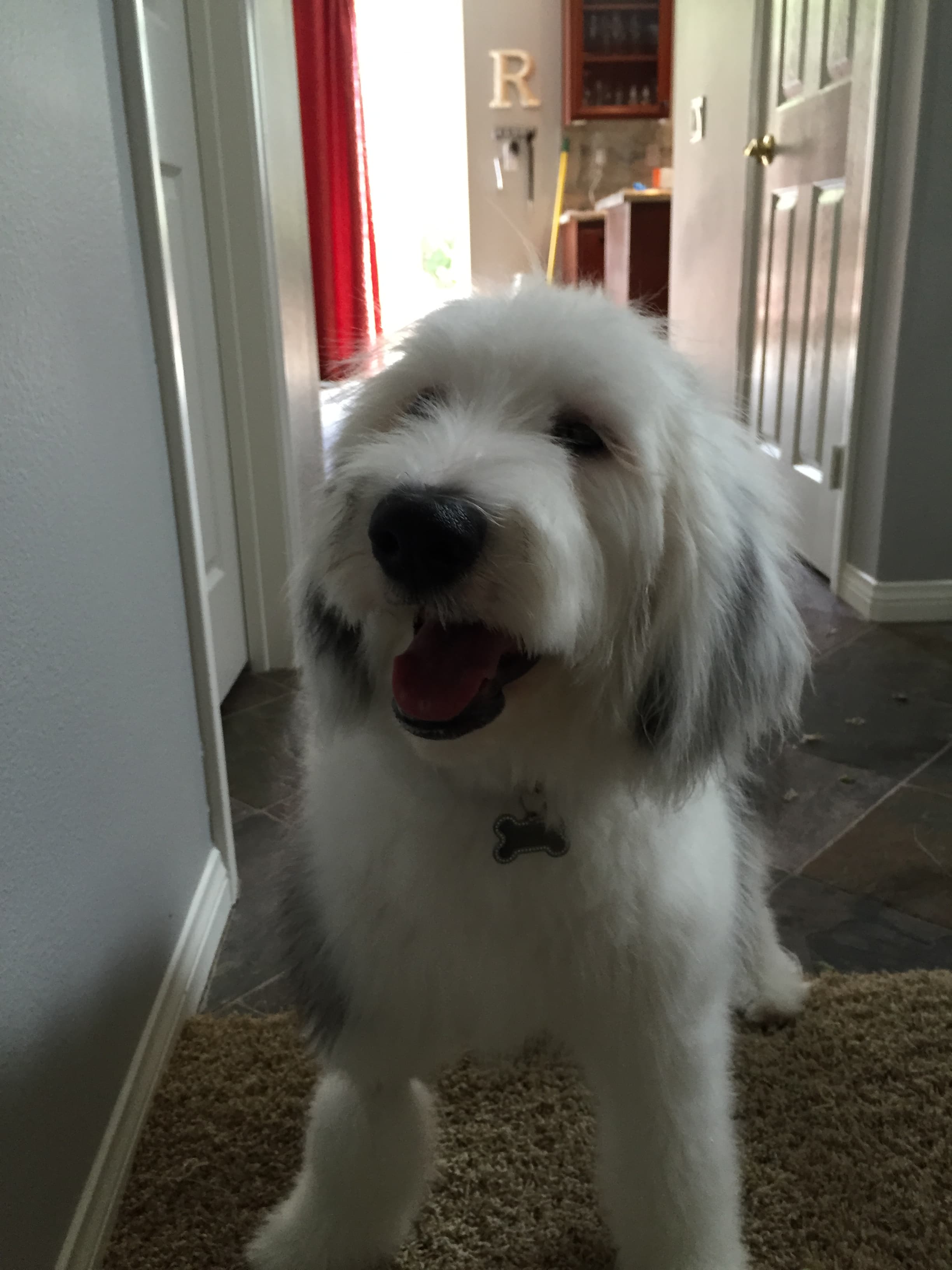 Sheepadoodle profile