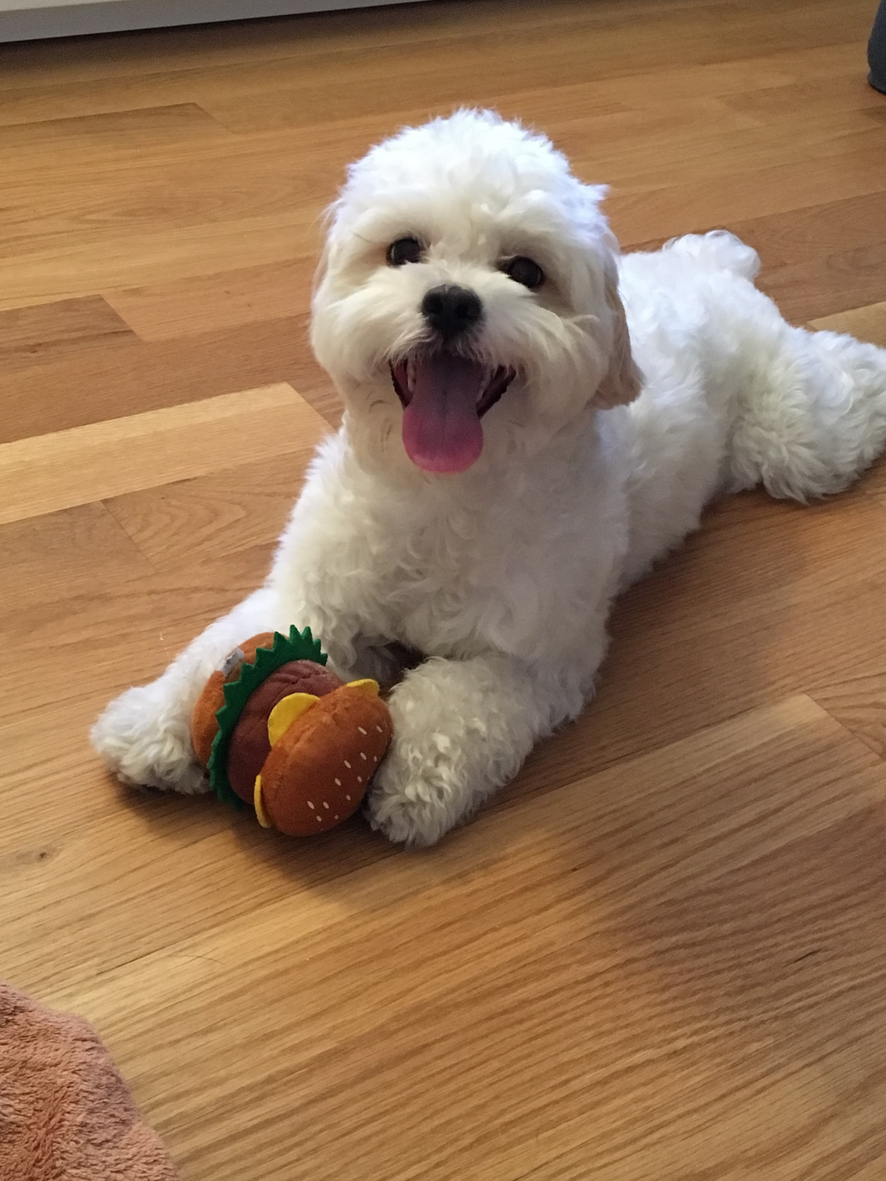 Shih-poo profile