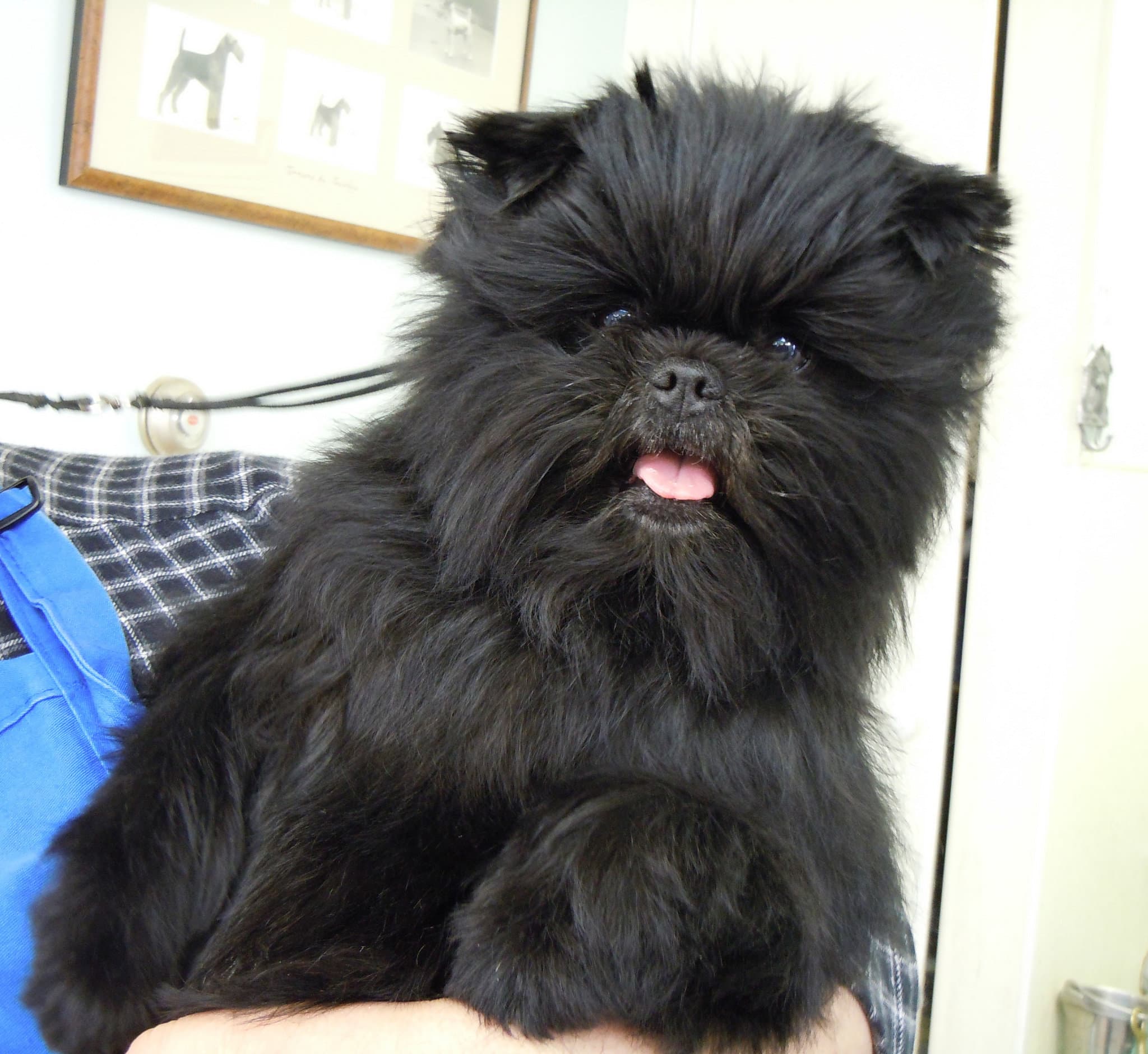Affenpinscher dog
