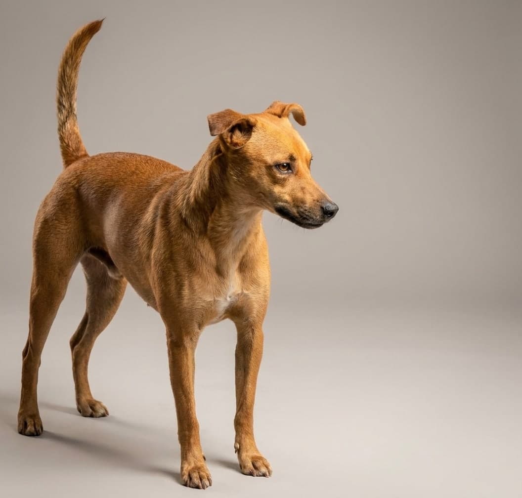Africanis dog
