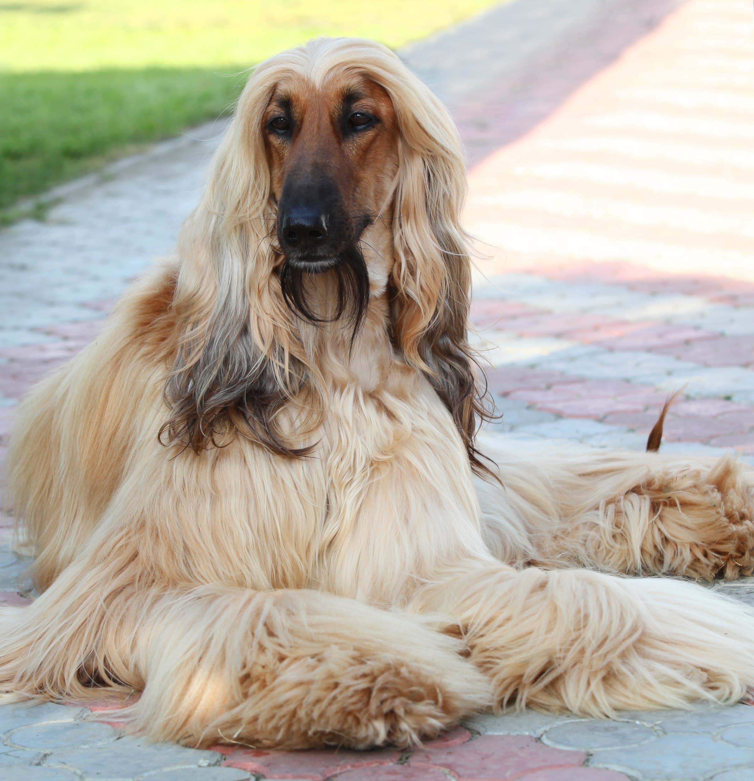 Afghan Hound dog