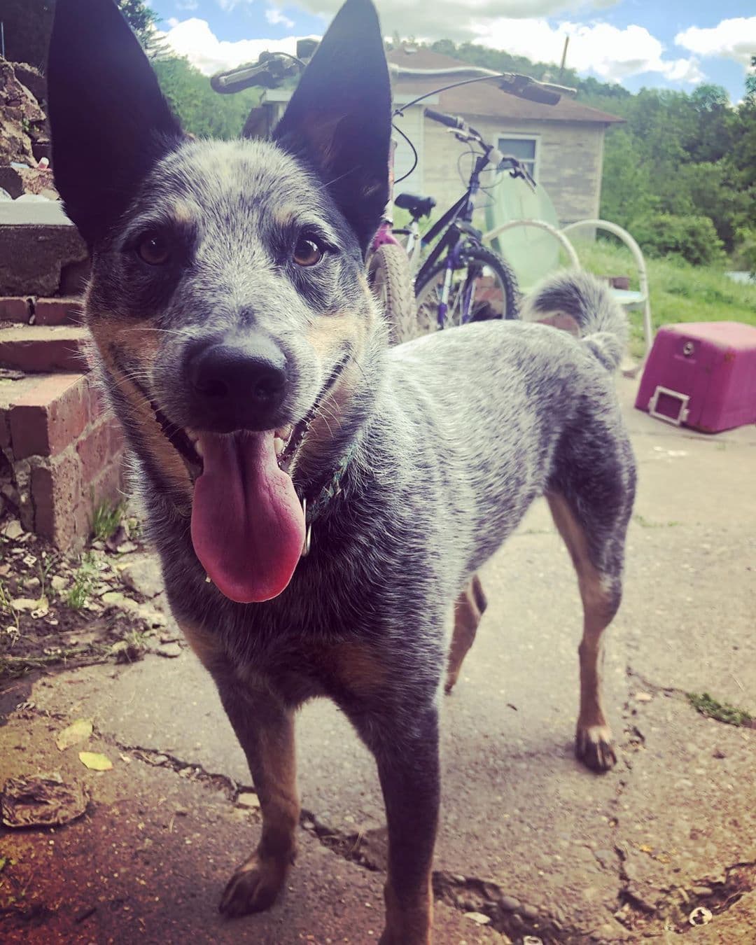 Australian Cattle Dog dog