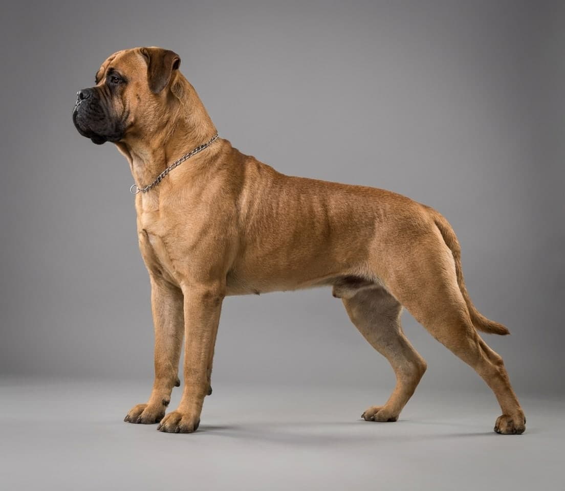 Bullmastiff dog
