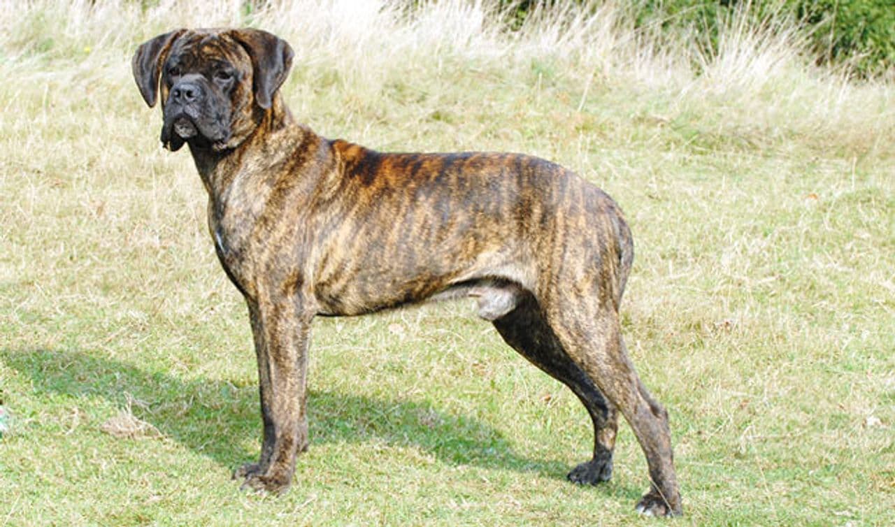 Cane Corso dog