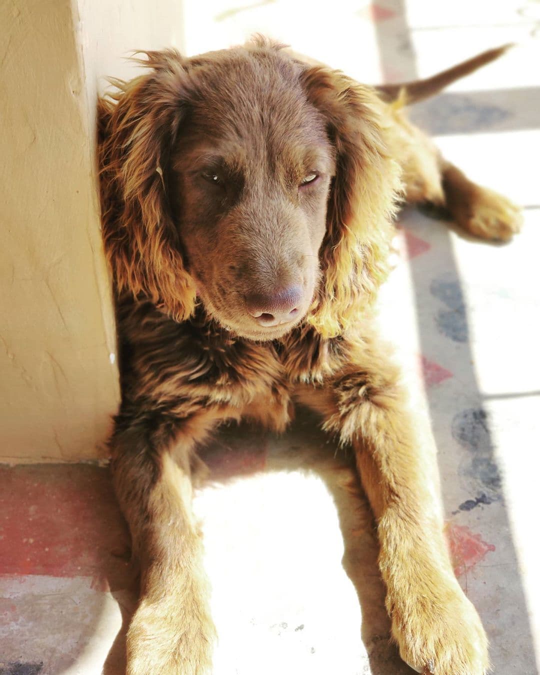 Cocker Spaniel dog