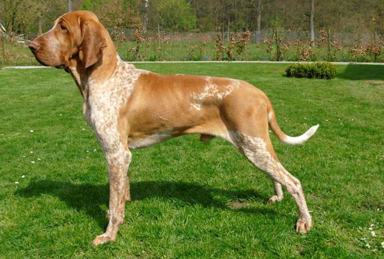 Bracco Italiano dog