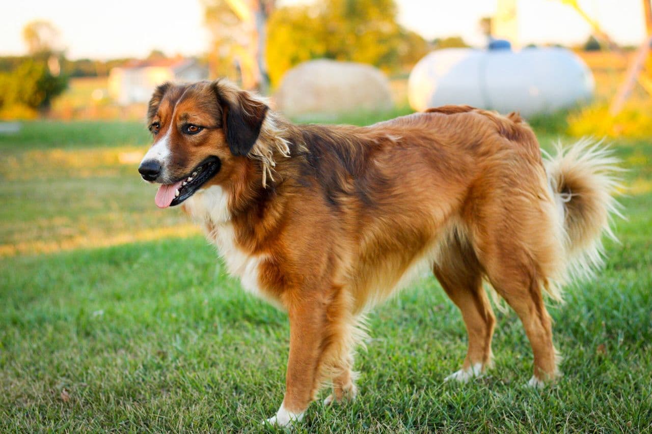 English Shepherd dog