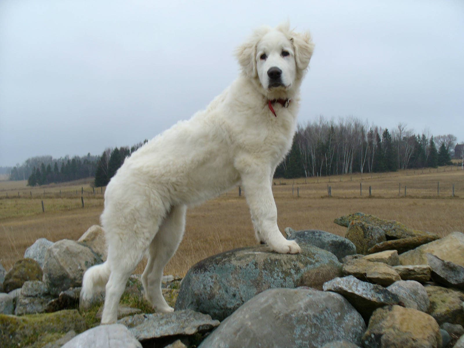 Akbash dog