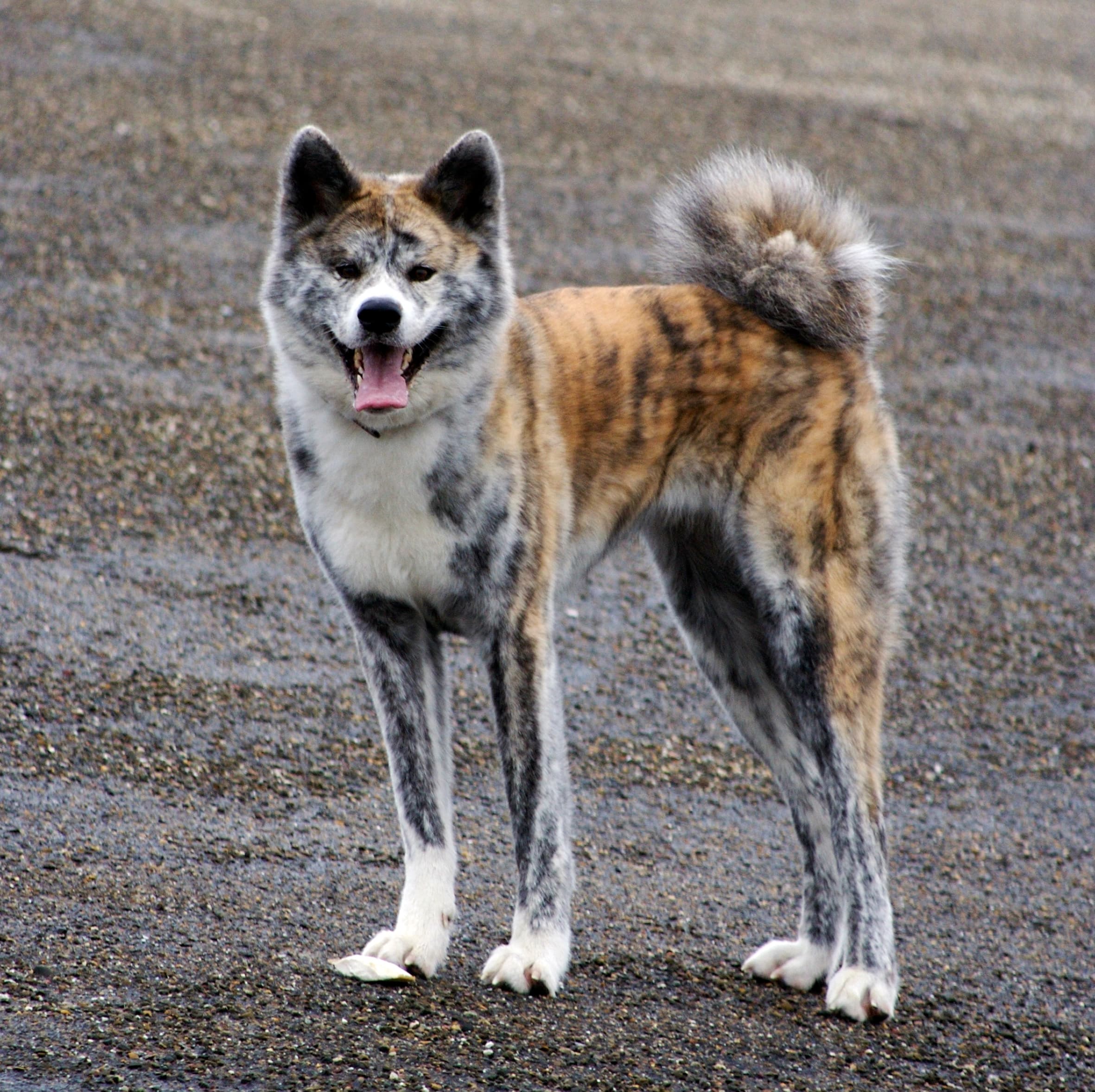 Akita dog