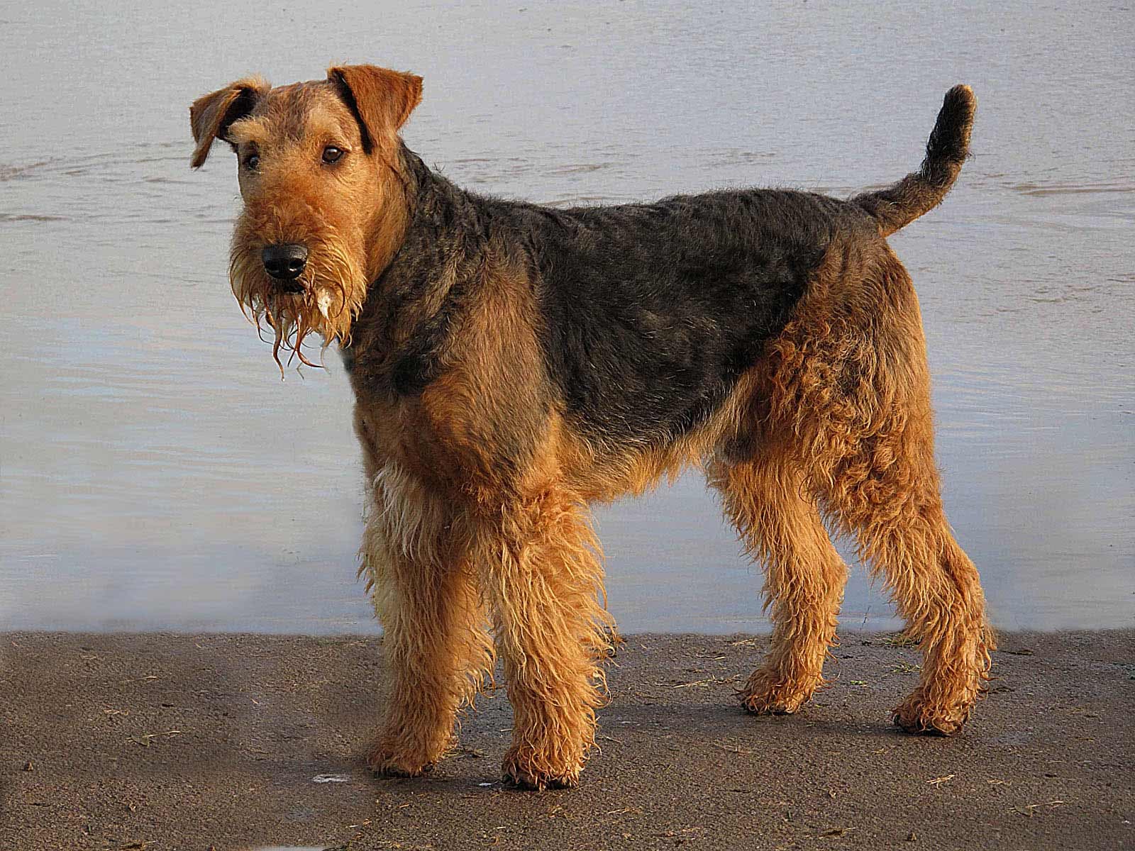Airedale Terrier dog