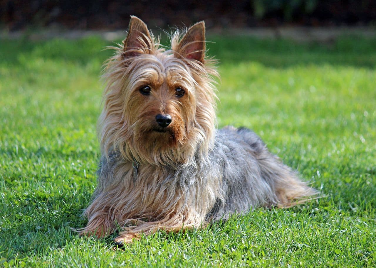 Australian Silky Terrier dog