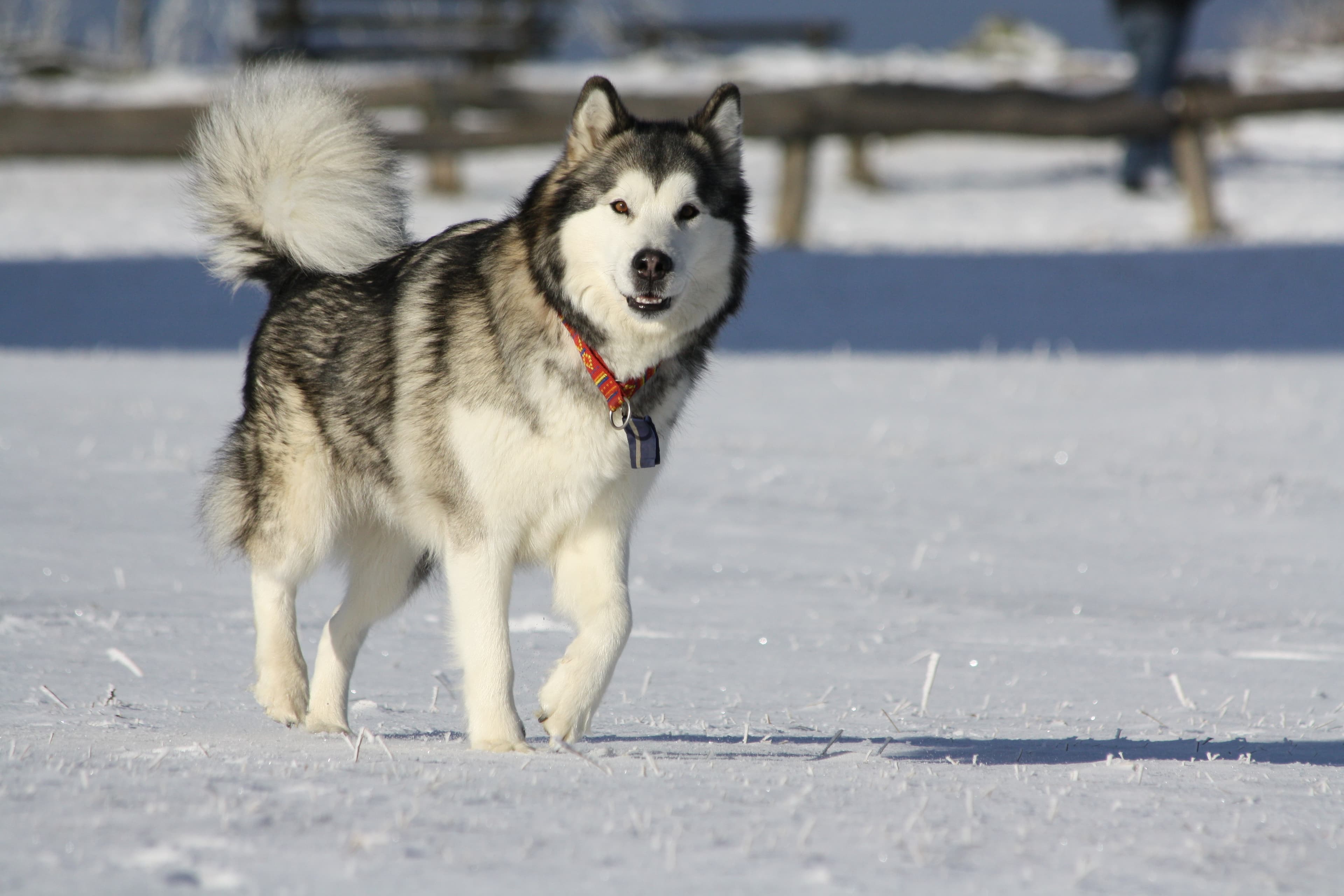 Alaskan Malamute dog