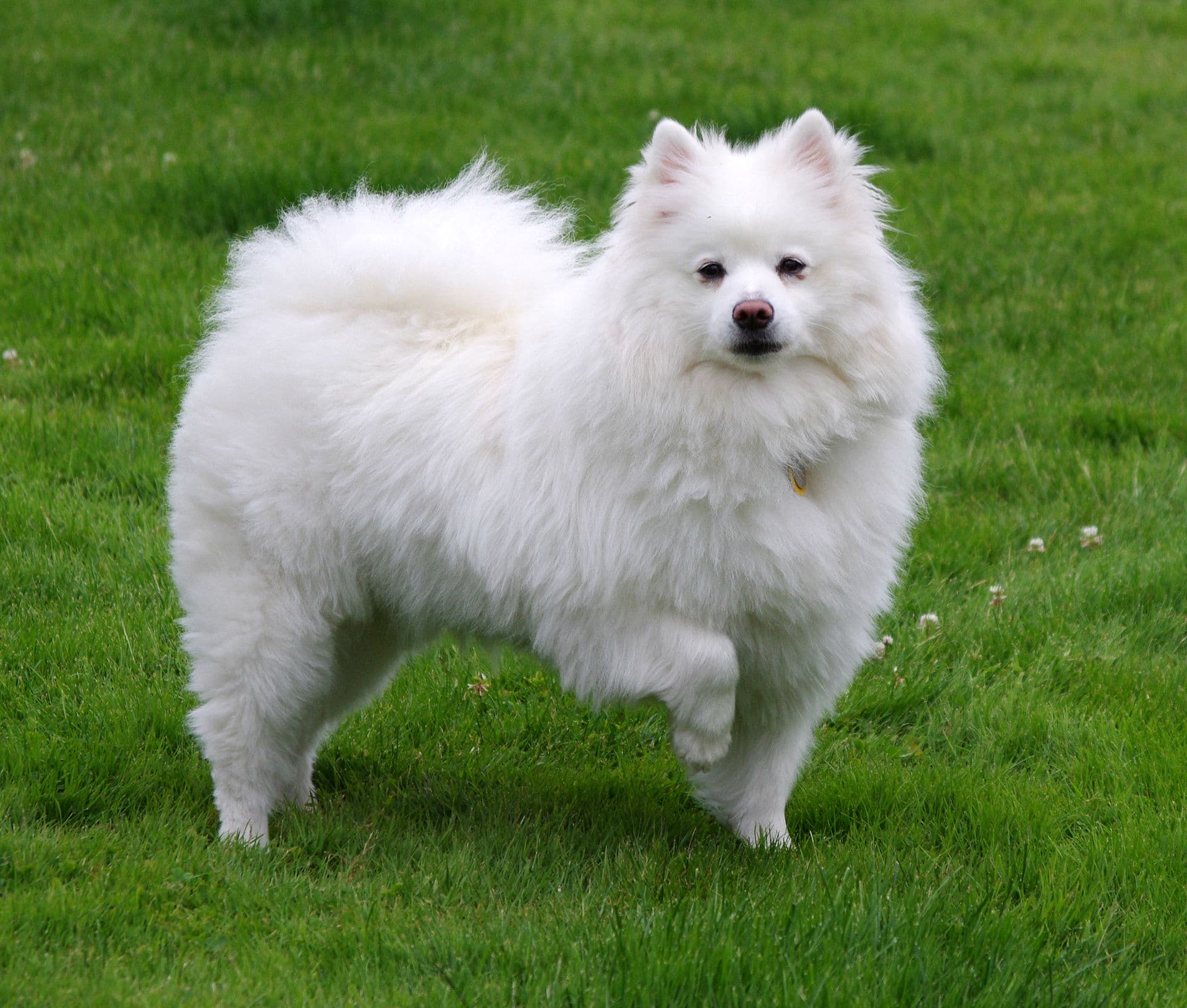 American Eskimo Dog dog