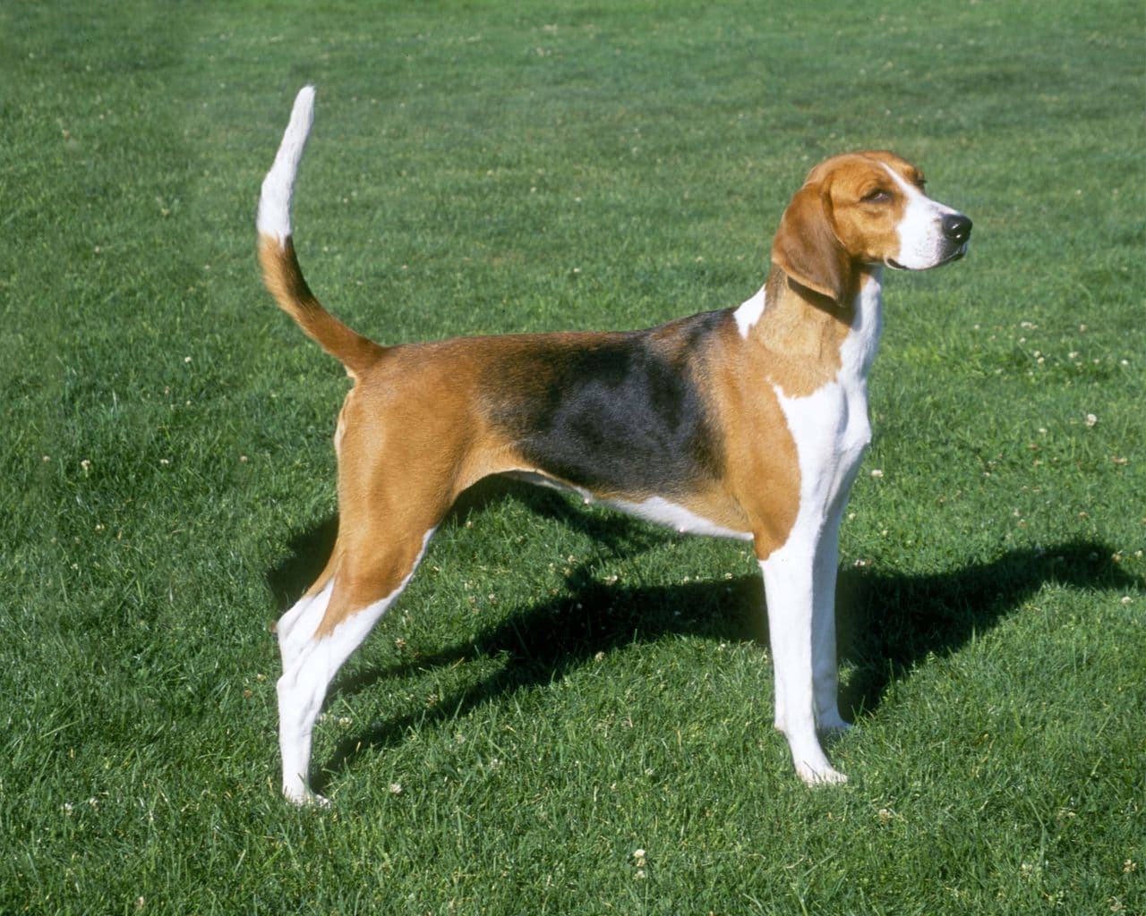 American Foxhound dog
