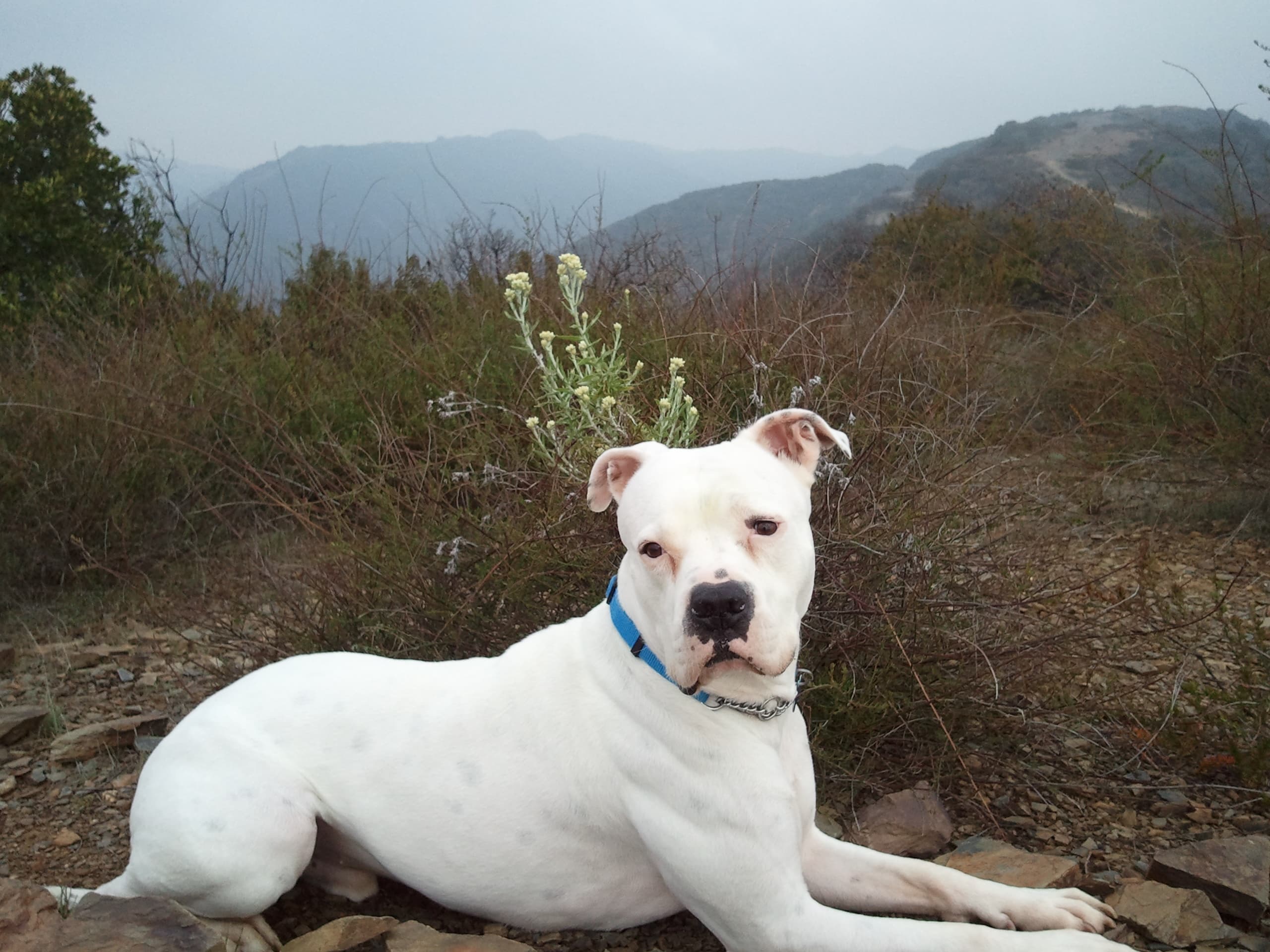 American Bulldog dog
