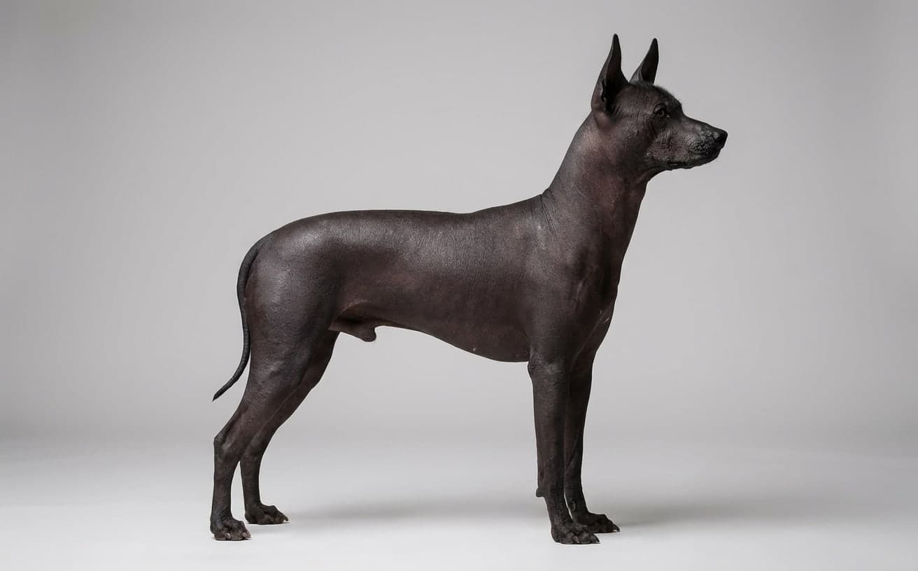Argentine Pila dog