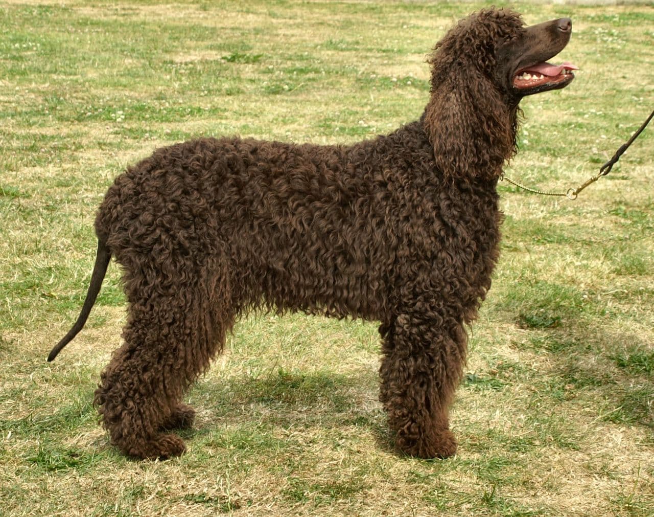American Water Spaniel dog