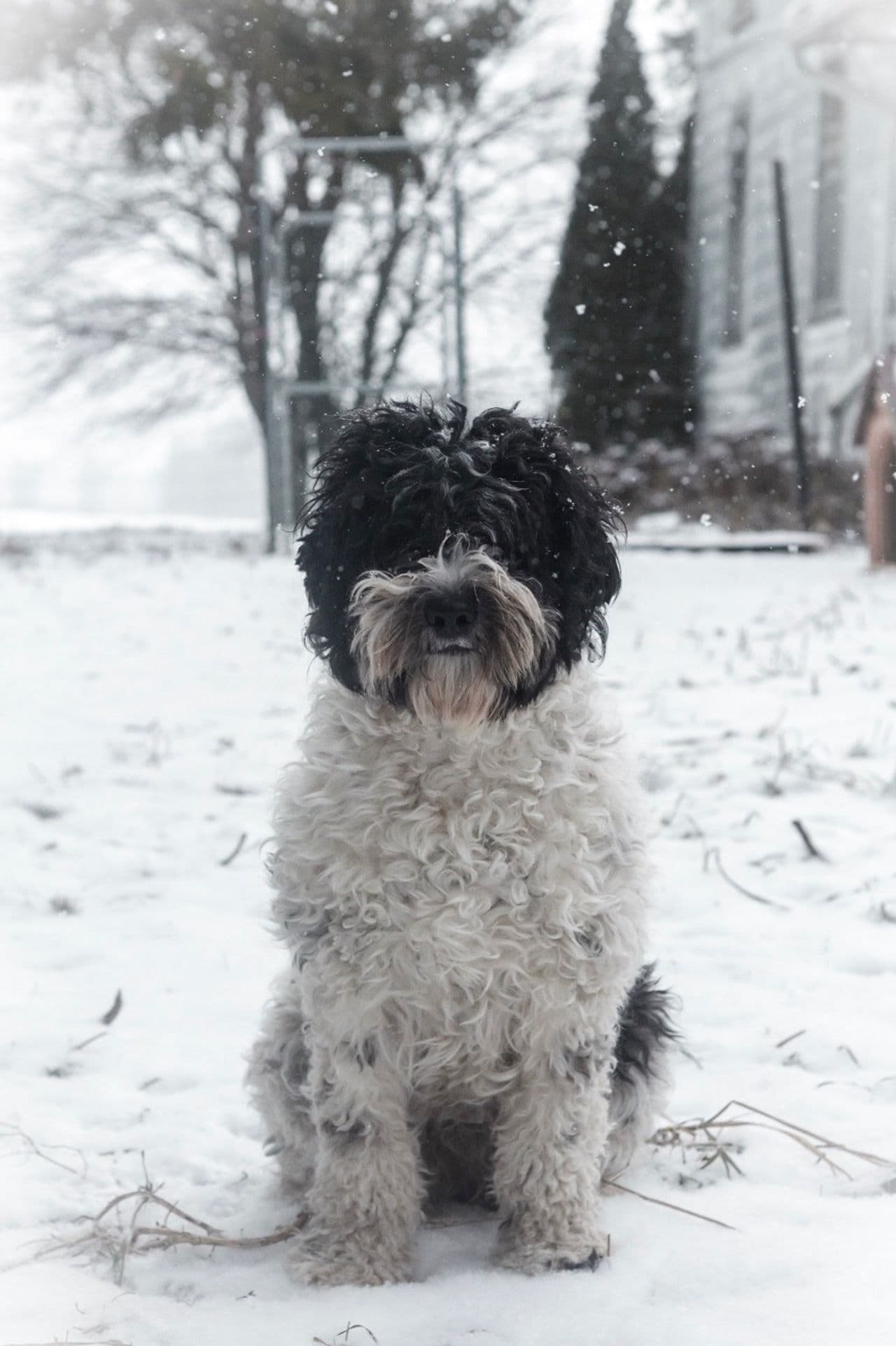 Barbet dog