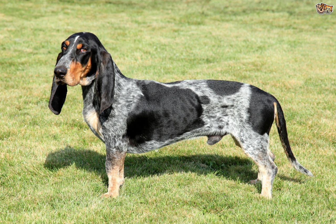 Basset Bleu de Gascogne dog