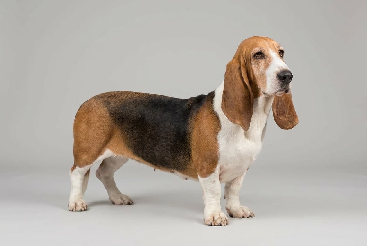 Basset Artésien Normand dog