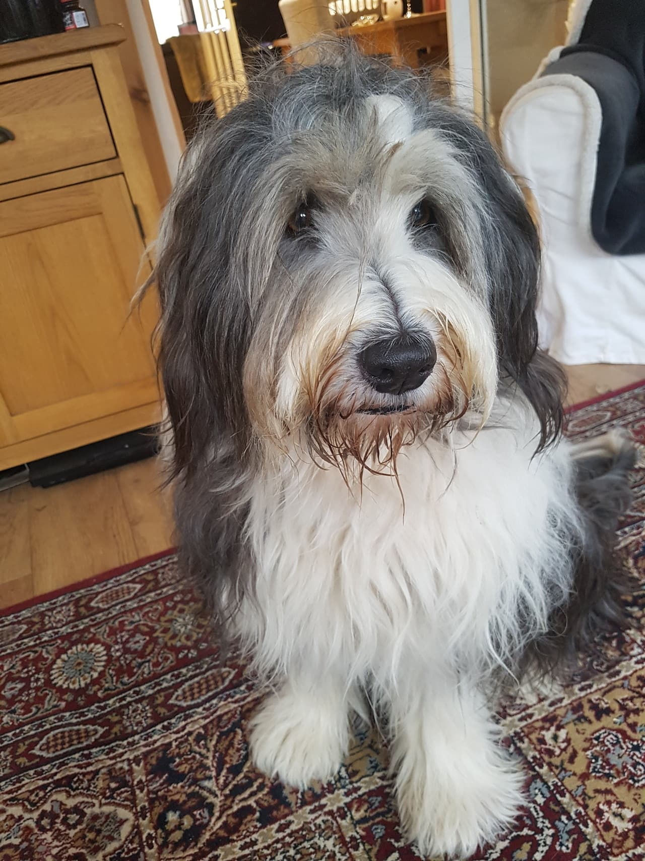 Bearded Collie dog