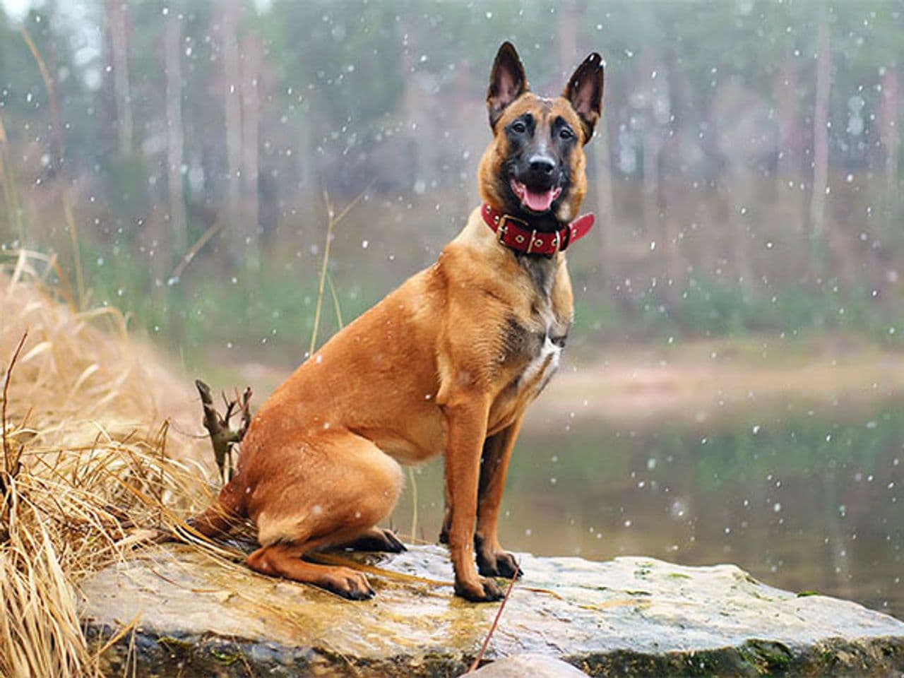 Belgian Malinois dog