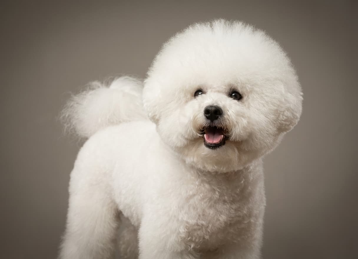 Bichon Frisé dog