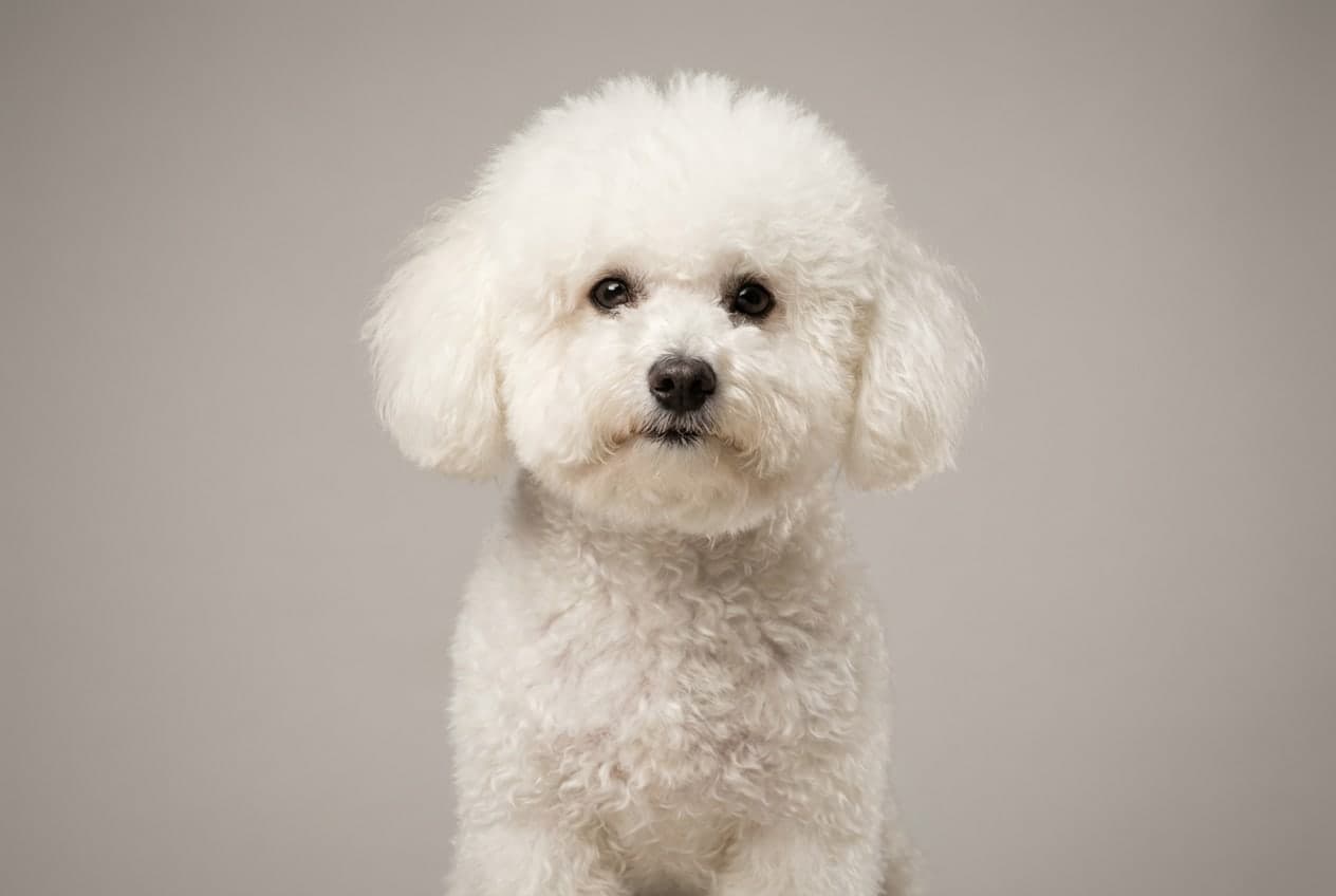 Bolognese dog