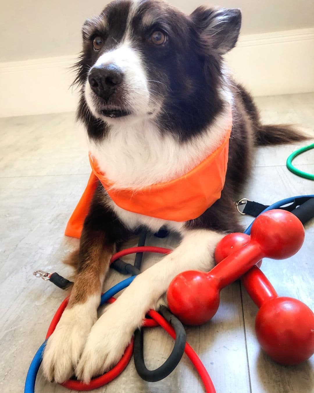 Border Collie dog