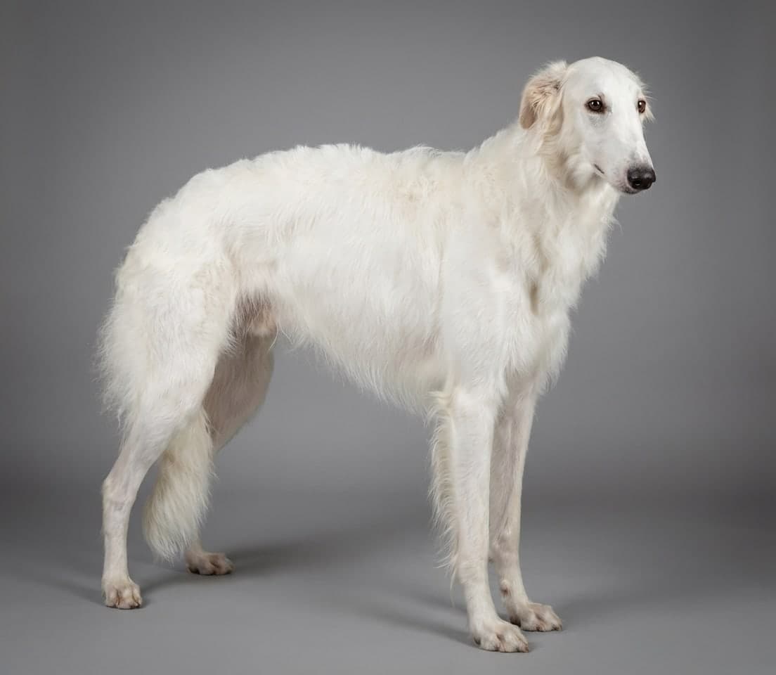 Borzoi dog