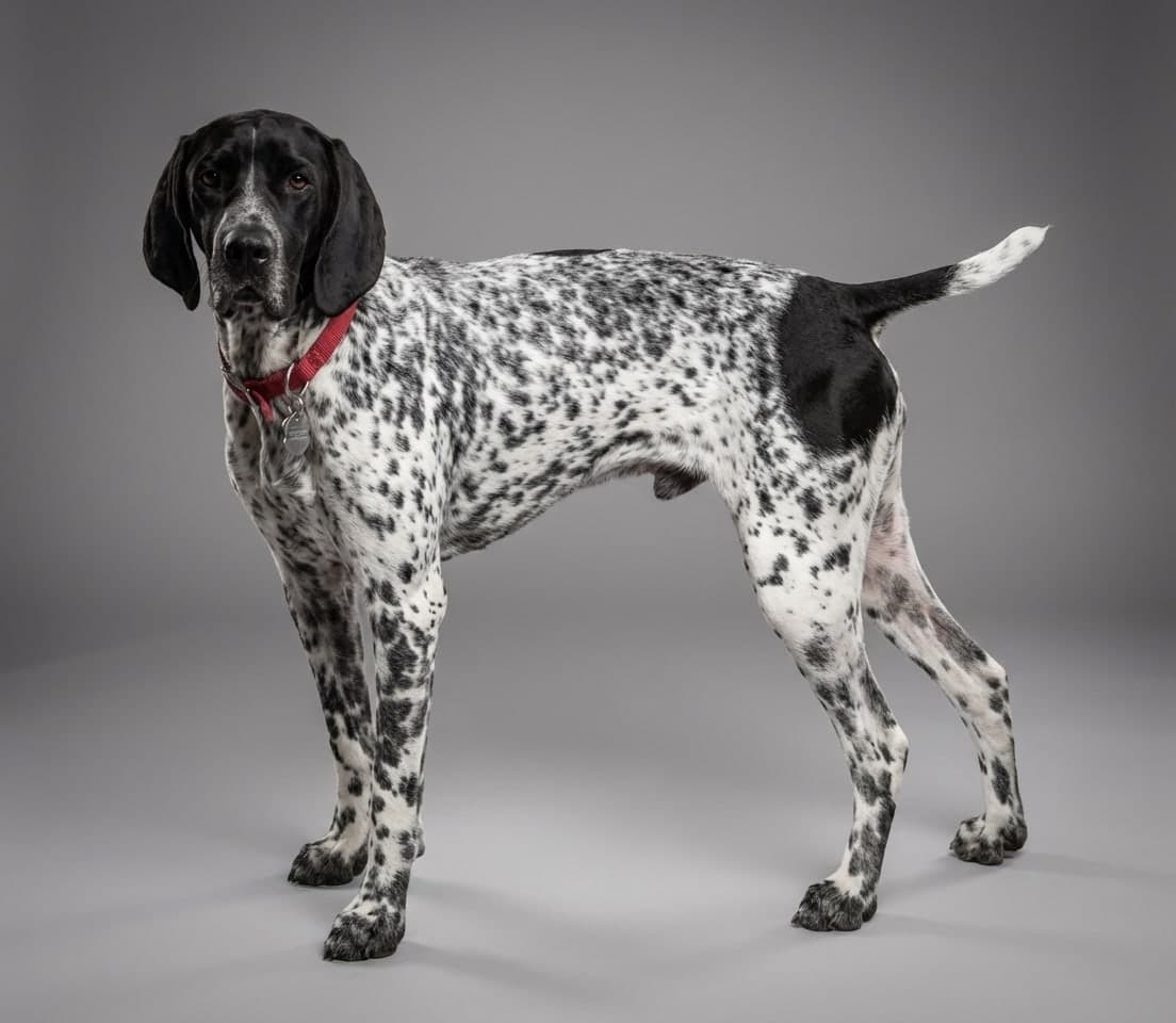 Braque d'Auvergne dog