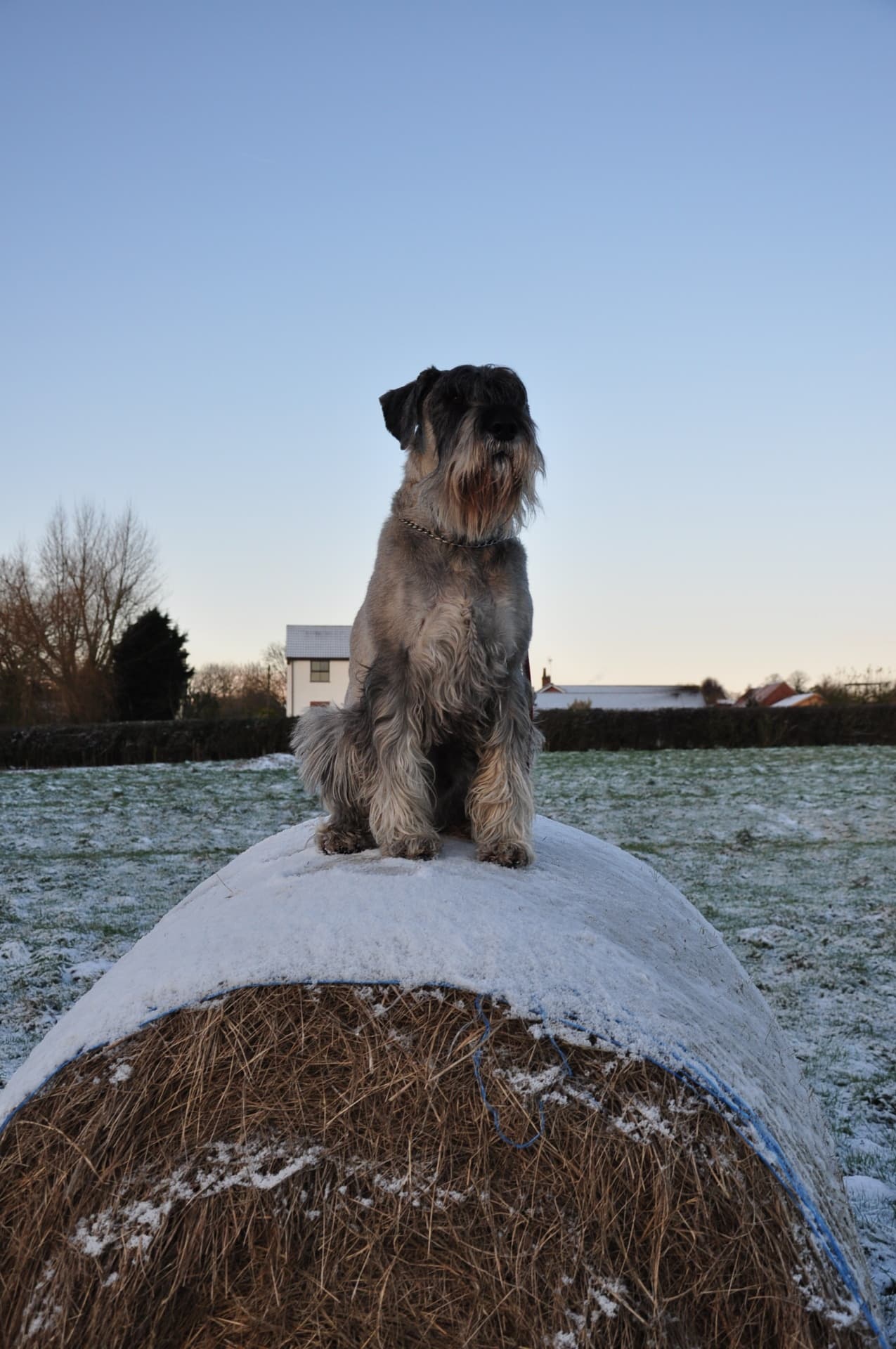 Standard Schnauzer dog