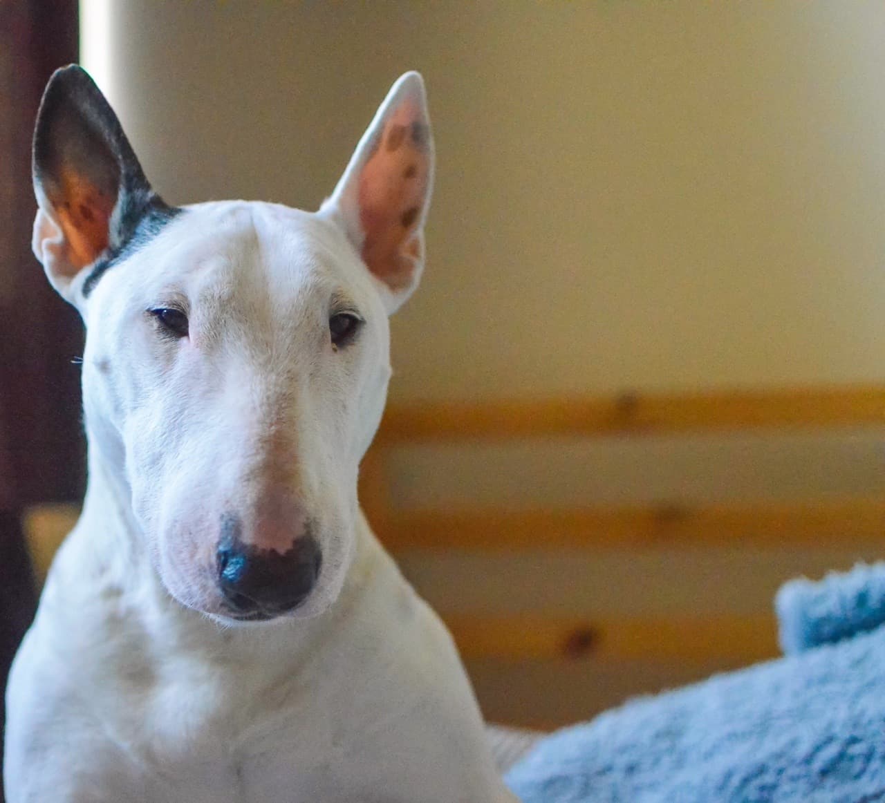 Bull Terrier dog