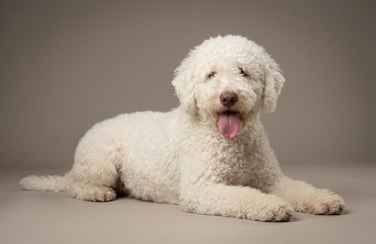 Cantabrian Water Dog dog