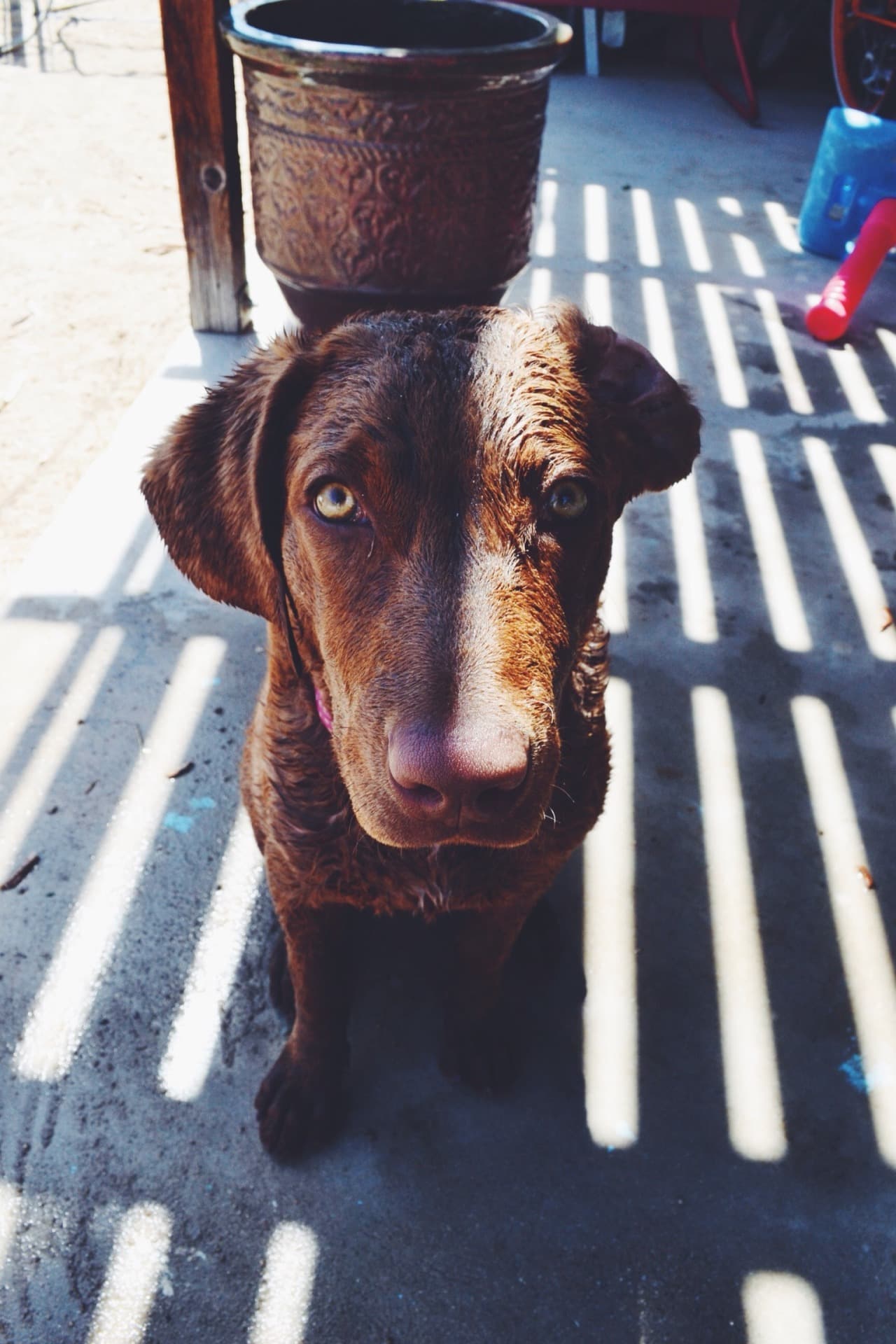 Chesapeake Bay Retriever dog