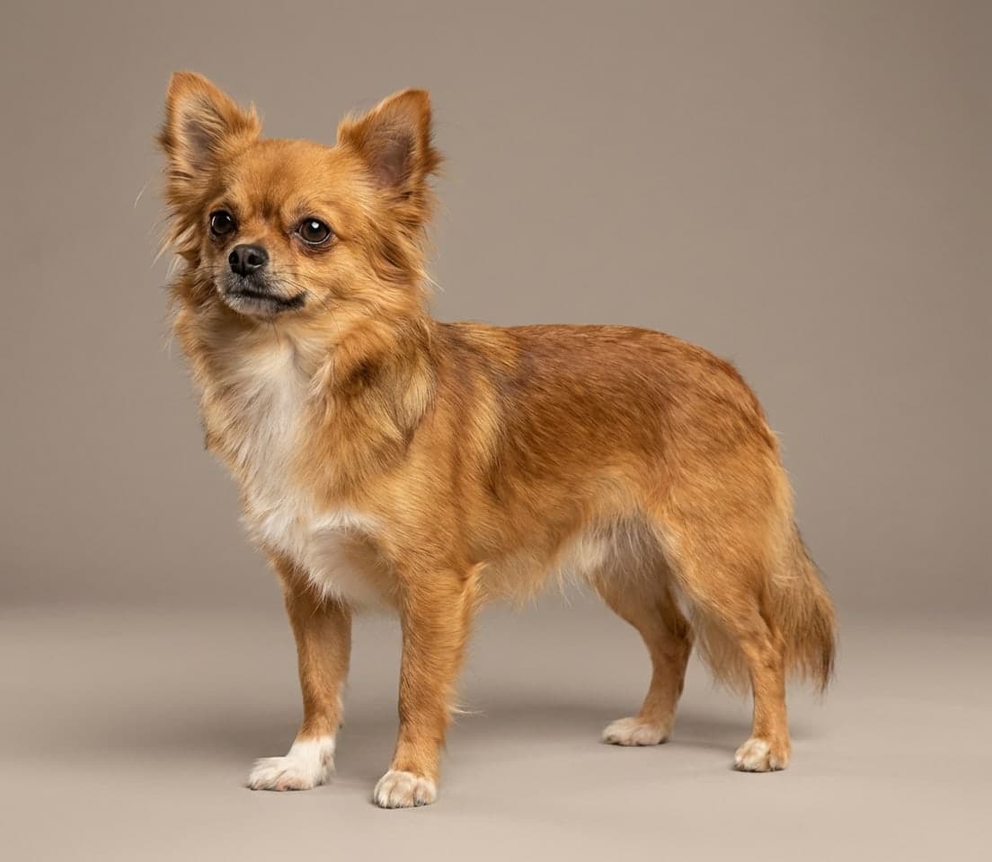 Chihuahua dog