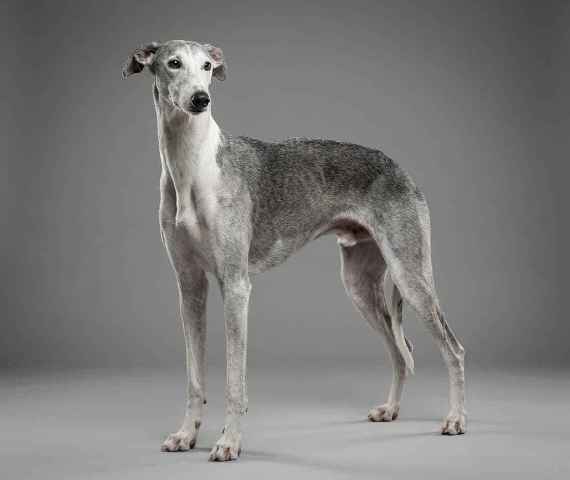 Chortai dog