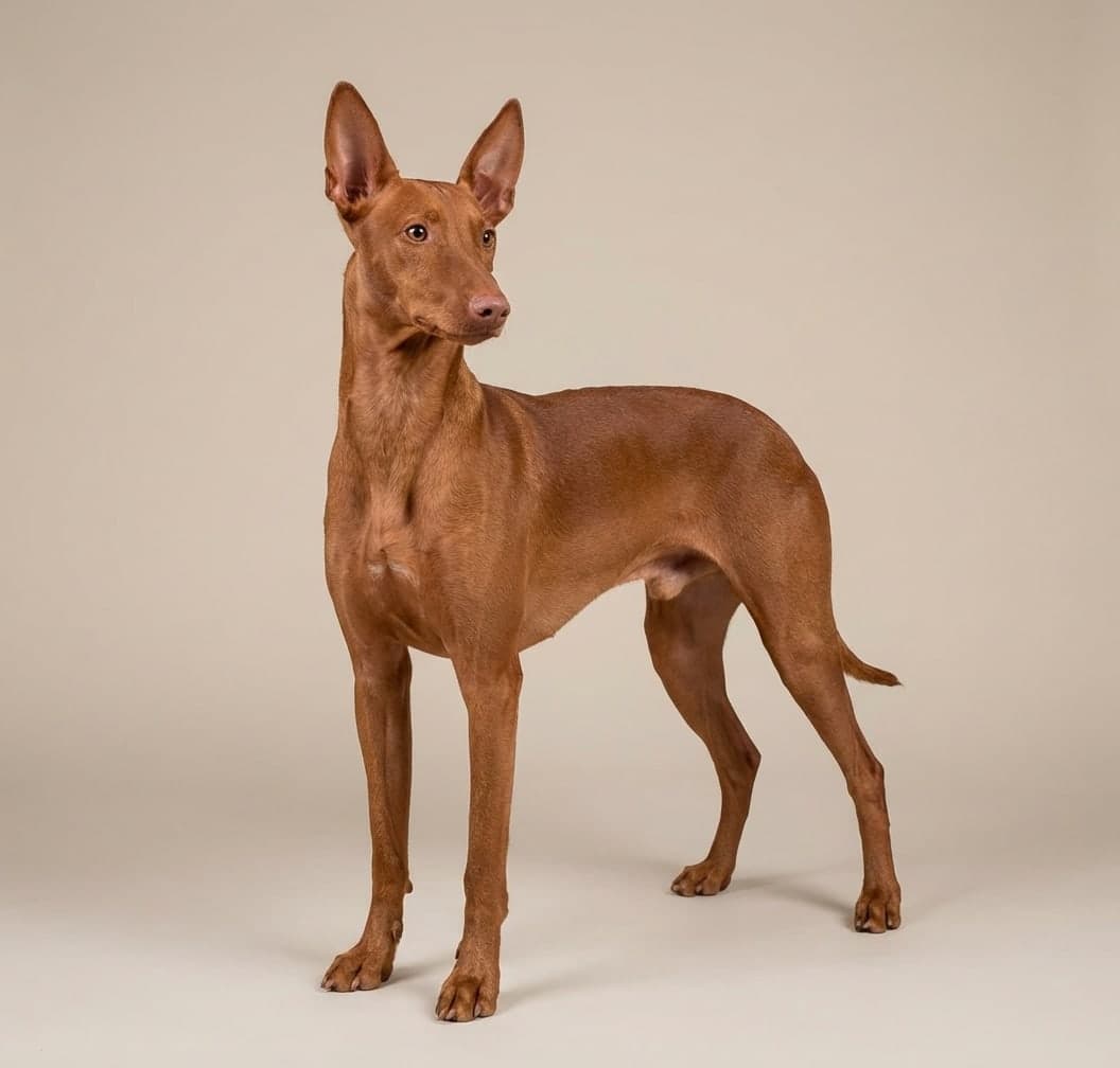 Cirneco dell'Etna dog