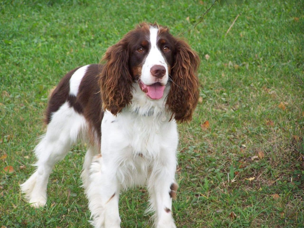 English Springer Spaniel dog