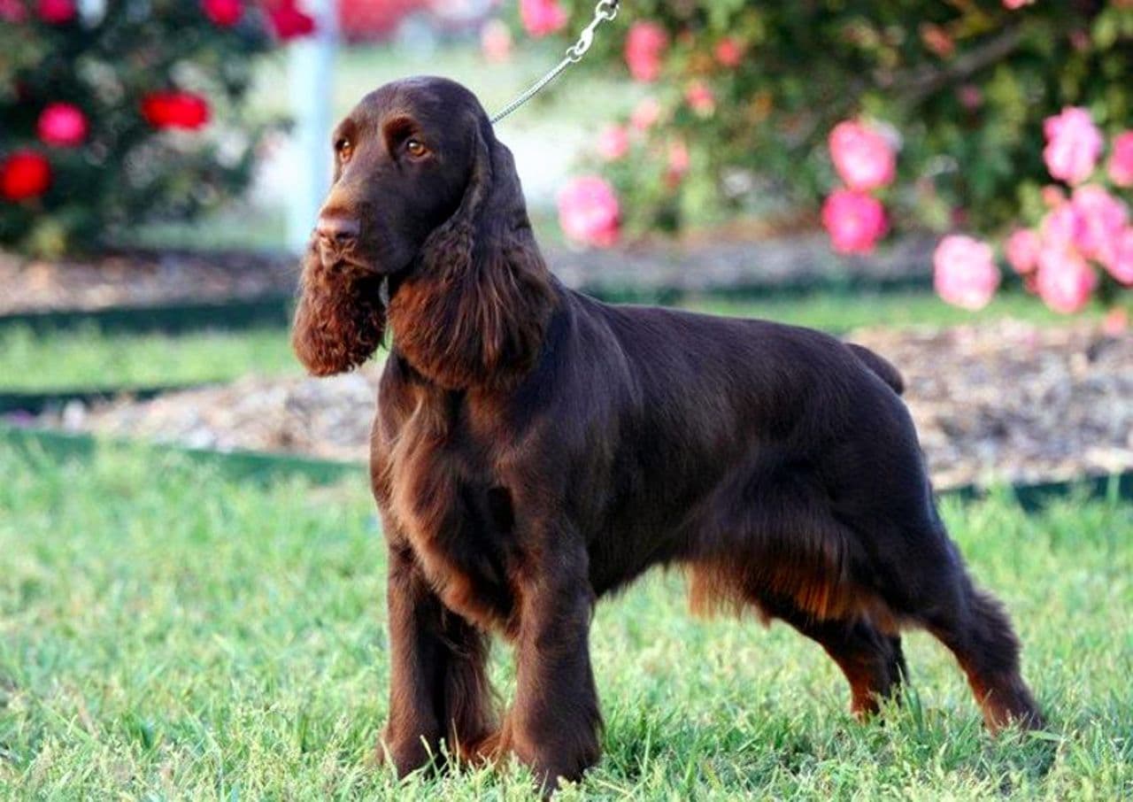 Field Spaniel dog